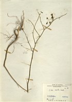 藏品(細葉金午時花)的圖片